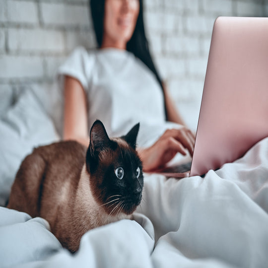 Allergens Free Down Alternative Comforter